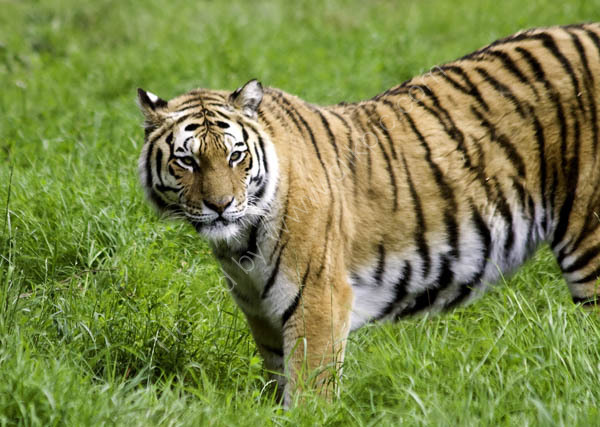 Siberian Tiger